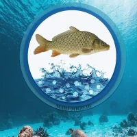 خرید ماهی کپور