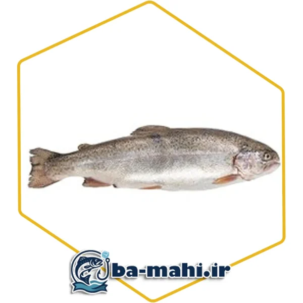 قزل شوشتر