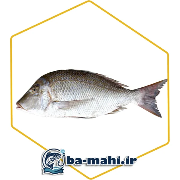 ماهی شعری
