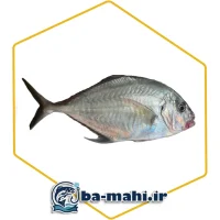 ماهی جش