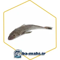 ماهی سرز