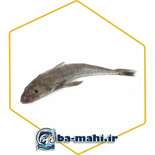 ماهی سرز