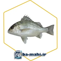 ماهی سنگسر