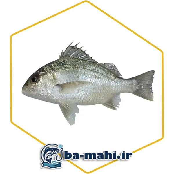 ماهی سنگسر