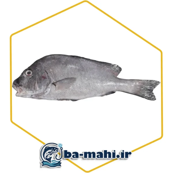 ماهی برطام