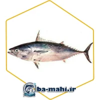 ماهی تن