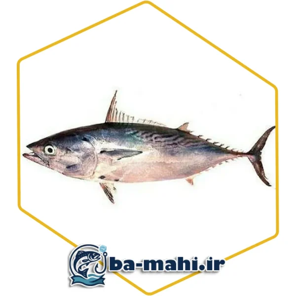 ماهی تن