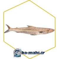 ماهی حسون (کریشو)