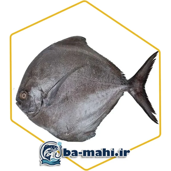 ماهی حلوا سیاه