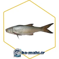 ماهی ریشو