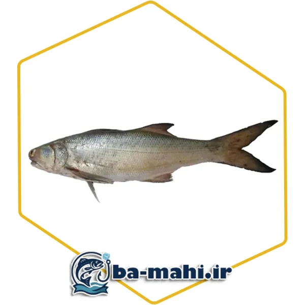 ماهی ریشو