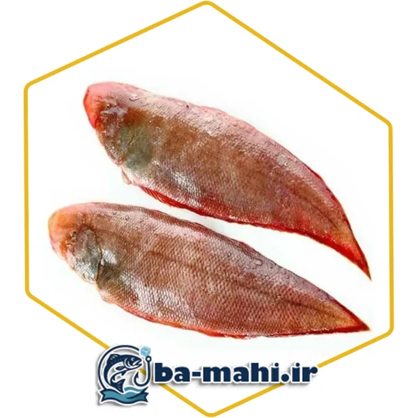 ماهی زبان | زبان صورتی