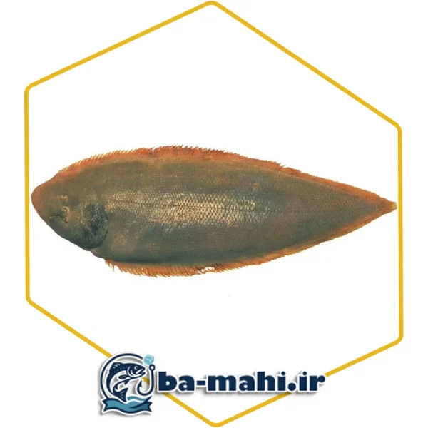 ماهی زبان گاوی
