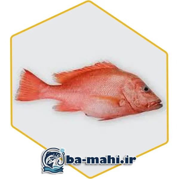 ماهی سرخو اصل