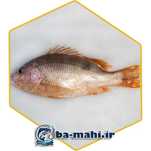 ماهی سرخو زنبوری