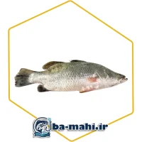 ماهی سیباس