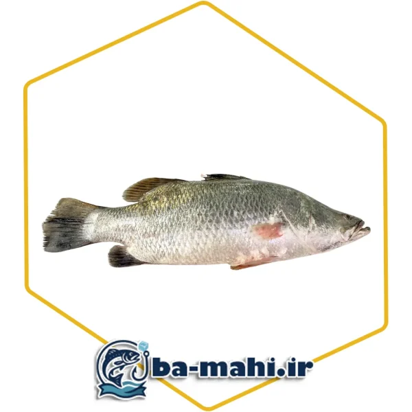 ماهی سیباس