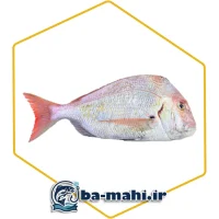 ماهی شانک صورتی