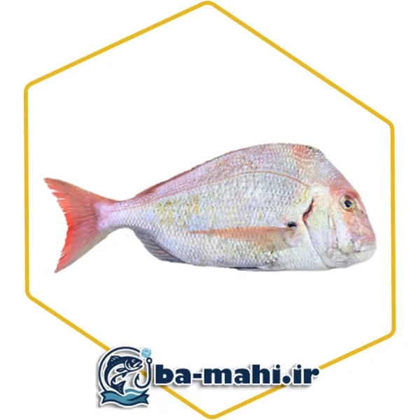 ماهی شانک صورتی (سایز بزرگ)