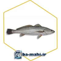 ماهی شوریده