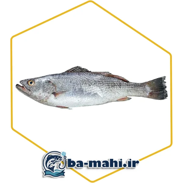 ماهی شوریده محلی