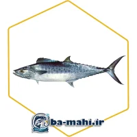 ماهی شیر اصل