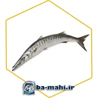 ماهی شیر دم سیاه