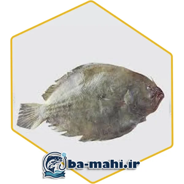 ماهی مزلک