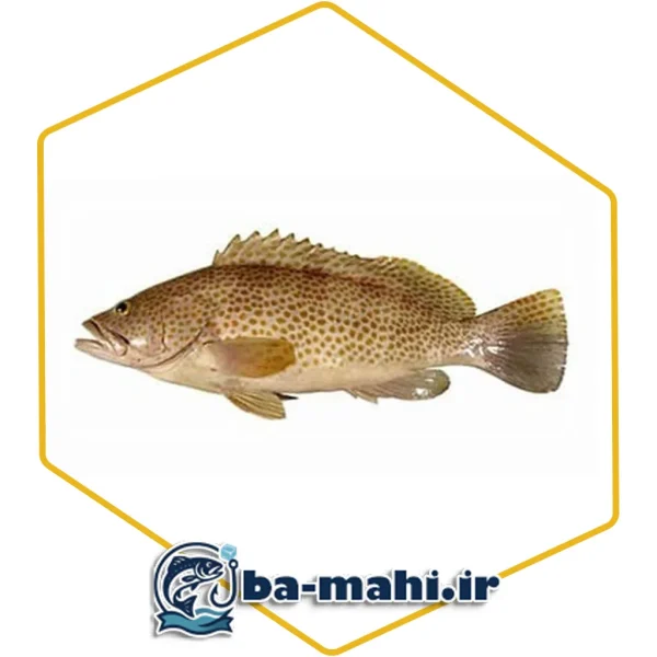 ماهی هامور بزرگ